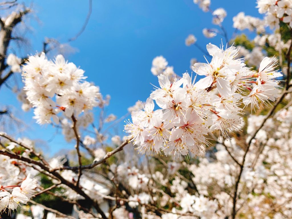 平野神社　桜　桃桜　種類